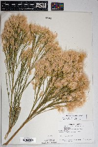 Baccharis sarothroides image