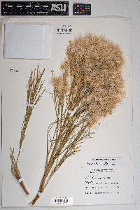 Baccharis sarothroides image