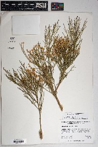 Baccharis sarothroides image