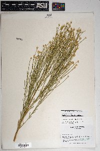 Baccharis sarothroides image