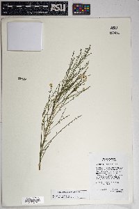 Baccharis sarothroides image