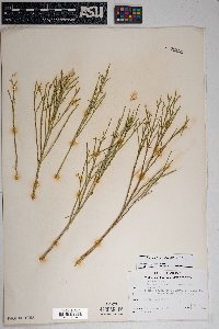 Baccharis salicifolia image