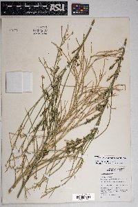 Baccharis sergiloides image