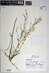 Baccharis sergiloides image