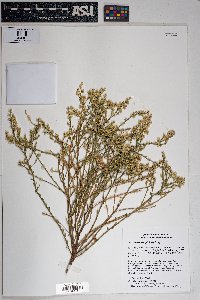 Baccharis sergiloides image