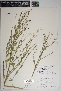 Baccharis sergiloides image