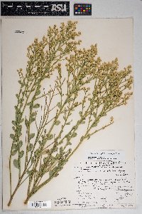 Baccharis sergiloides image