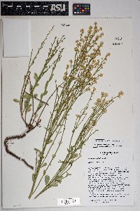 Baccharis sergiloides image