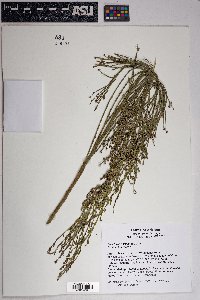 Baccharis sergiloides image