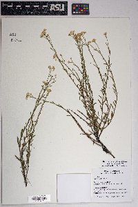 Baccharis sergiloides image