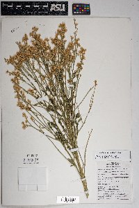 Baccharis sergiloides image