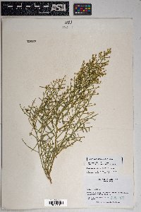 Baccharis sergiloides image