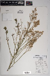 Baccharis sergiloides image