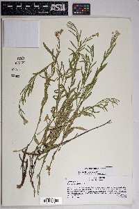 Baccharis thesioides image