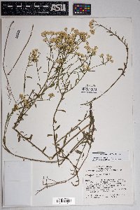 Baccharis thesioides image