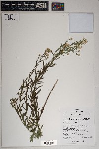 Baccharis thesioides image