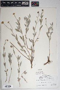 Bahia absinthifolia image