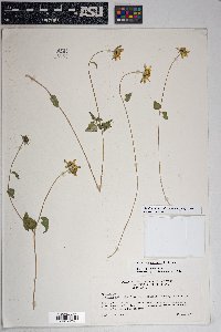 Bahiopsis parishii image