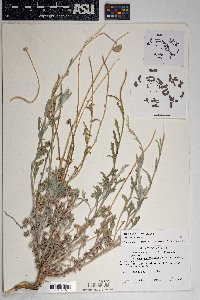 Eriophyllum lanosum image