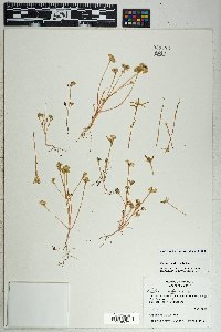 Portulaca umbraticola image