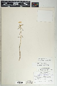 Portulaca suffrutescens image