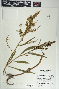 Rumex salicifolius image