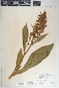 Rumex hymenosepalus image