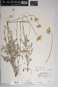 Baileya multiradiata var. multiradiata image