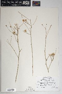 Bebbia juncea image