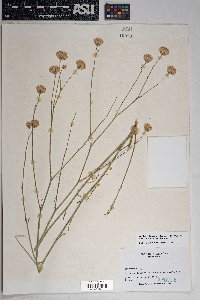 Bebbia juncea var. aspera image