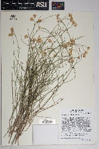 Bebbia juncea image