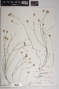 Bebbia juncea var. aspera image