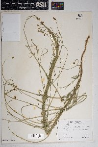 Bebbia juncea var. aspera image