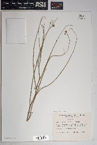 Bebbia juncea var. aspera image