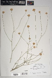 Bebbia juncea image