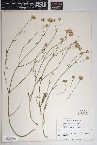 Bebbia juncea image