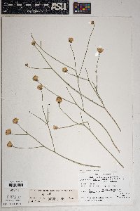 Bebbia juncea var. aspera image