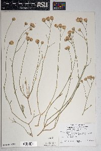 Bebbia juncea image