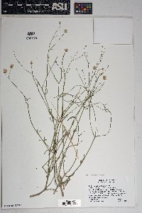 Bebbia juncea var. aspera image