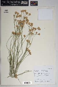 Bebbia juncea image