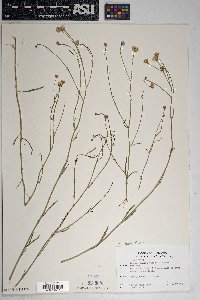 Bebbia juncea var. aspera image