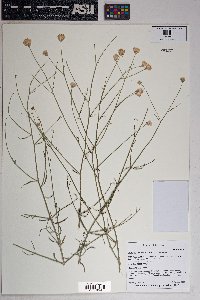 Bebbia juncea image