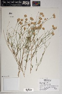 Bebbia juncea var. aspera image