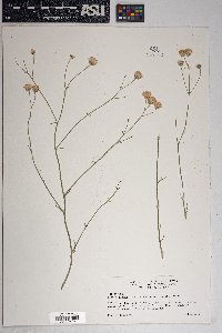 Bebbia juncea image