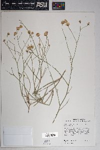 Bebbia juncea var. aspera image