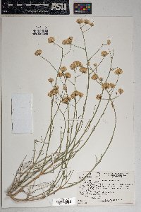 Bebbia juncea image