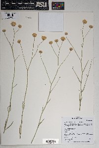 Bebbia juncea image