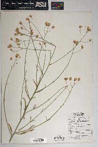 Bebbia juncea var. aspera image