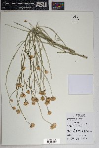 Bebbia juncea image