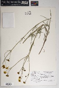 Bidens aurea image